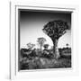 Namibia Quiver Trees-Nina Papiorek-Framed Photographic Print