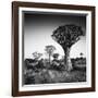 Namibia Quiver Trees-Nina Papiorek-Framed Photographic Print