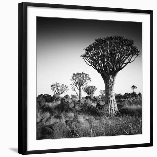 Namibia Quiver Trees-Nina Papiorek-Framed Photographic Print