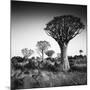 Namibia Quiver Trees-Nina Papiorek-Mounted Photographic Print
