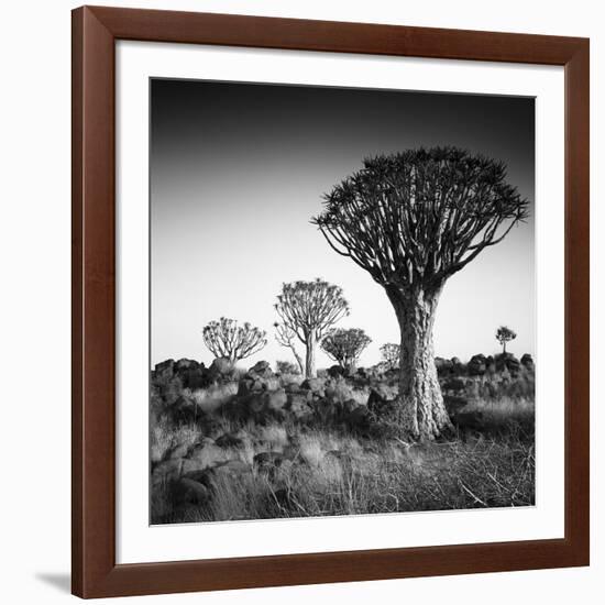 Namibia Quiver Trees-Nina Papiorek-Framed Photographic Print