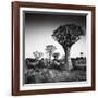 Namibia Quiver Trees-Nina Papiorek-Framed Photographic Print