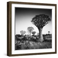 Namibia Quiver Trees-Nina Papiorek-Framed Photographic Print