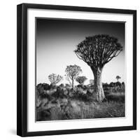 Namibia Quiver Trees-Nina Papiorek-Framed Photographic Print