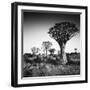 Namibia Quiver Trees-Nina Papiorek-Framed Photographic Print