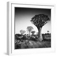 Namibia Quiver Trees-Nina Papiorek-Framed Photographic Print