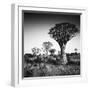 Namibia Quiver Trees-Nina Papiorek-Framed Photographic Print