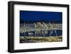 Namibia, Region of Kunene, Etosha National Park, Water Hole Okaukuejo, Giraffes-Reiner Harscher-Framed Photographic Print