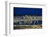 Namibia, Region of Kunene, Etosha National Park, Water Hole Okaukuejo, Giraffes-Reiner Harscher-Framed Photographic Print