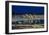 Namibia, Region of Kunene, Etosha National Park, Water Hole Okaukuejo, Giraffes-Reiner Harscher-Framed Photographic Print