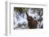 Namibia, Region of Kunene, Hoanib, African Elephant-Reiner Harscher-Framed Photographic Print