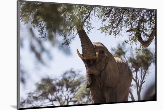 Namibia, Region of Kunene, Hoanib, African Elephant-Reiner Harscher-Mounted Photographic Print