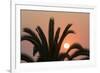 Namibia. Setting sun and a silhouetted palm tree, Swakopmund.-Brenda Tharp-Framed Photographic Print