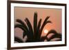 Namibia. Setting sun and a silhouetted palm tree, Swakopmund.-Brenda Tharp-Framed Photographic Print