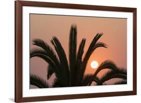 Namibia. Setting sun and a silhouetted palm tree, Swakopmund.-Brenda Tharp-Framed Photographic Print