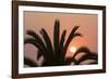 Namibia. Setting sun and a silhouetted palm tree, Swakopmund.-Brenda Tharp-Framed Photographic Print