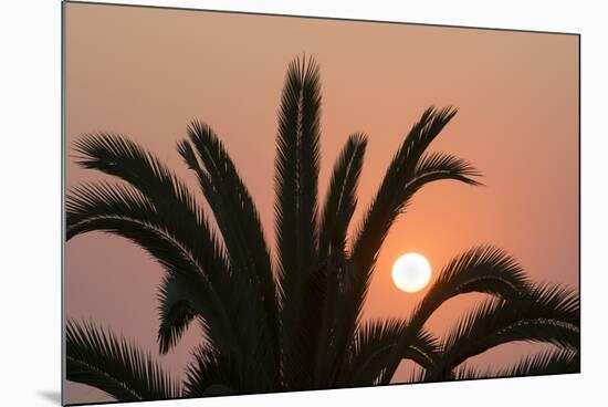 Namibia. Setting sun and a silhouetted palm tree, Swakopmund.-Brenda Tharp-Mounted Photographic Print