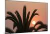 Namibia. Setting sun and a silhouetted palm tree, Swakopmund.-Brenda Tharp-Mounted Photographic Print