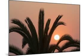 Namibia. Setting sun and a silhouetted palm tree, Swakopmund.-Brenda Tharp-Mounted Photographic Print