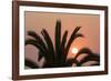 Namibia. Setting sun and a silhouetted palm tree, Swakopmund.-Brenda Tharp-Framed Photographic Print