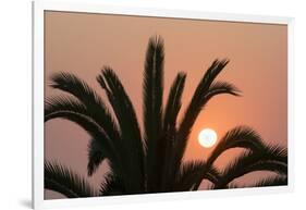 Namibia. Setting sun and a silhouetted palm tree, Swakopmund.-Brenda Tharp-Framed Photographic Print