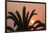 Namibia. Setting sun and a silhouetted palm tree, Swakopmund.-Brenda Tharp-Framed Photographic Print