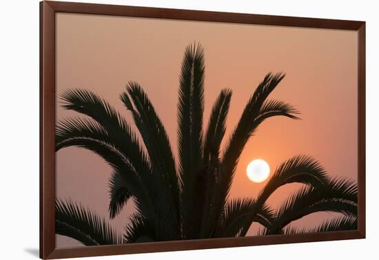 Namibia. Setting sun and a silhouetted palm tree, Swakopmund.-Brenda Tharp-Framed Photographic Print