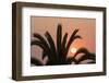 Namibia. Setting sun and a silhouetted palm tree, Swakopmund.-Brenda Tharp-Framed Photographic Print