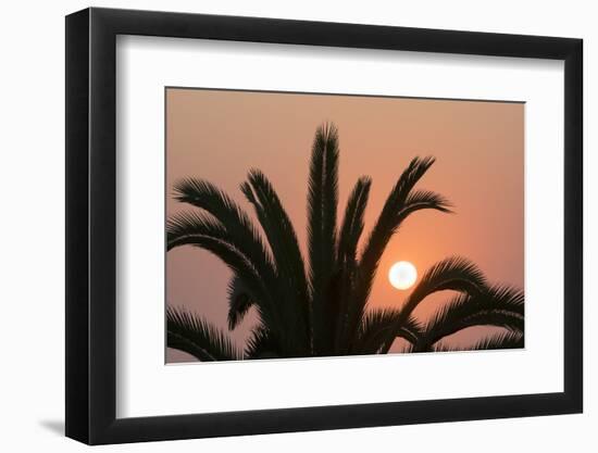 Namibia. Setting sun and a silhouetted palm tree, Swakopmund.-Brenda Tharp-Framed Photographic Print