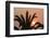 Namibia. Setting sun and a silhouetted palm tree, Swakopmund.-Brenda Tharp-Framed Photographic Print