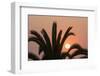 Namibia. Setting sun and a silhouetted palm tree, Swakopmund.-Brenda Tharp-Framed Photographic Print