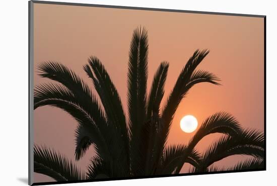 Namibia. Setting sun and a silhouetted palm tree, Swakopmund.-Brenda Tharp-Mounted Photographic Print