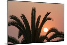 Namibia. Setting sun and a silhouetted palm tree, Swakopmund.-Brenda Tharp-Mounted Photographic Print