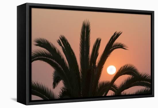 Namibia. Setting sun and a silhouetted palm tree, Swakopmund.-Brenda Tharp-Framed Stretched Canvas