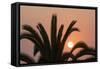 Namibia. Setting sun and a silhouetted palm tree, Swakopmund.-Brenda Tharp-Framed Stretched Canvas