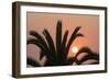 Namibia. Setting sun and a silhouetted palm tree, Swakopmund.-Brenda Tharp-Framed Photographic Print