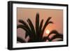 Namibia. Setting sun and a silhouetted palm tree, Swakopmund.-Brenda Tharp-Framed Photographic Print