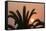 Namibia. Setting sun and a silhouetted palm tree, Swakopmund.-Brenda Tharp-Framed Stretched Canvas