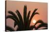 Namibia. Setting sun and a silhouetted palm tree, Swakopmund.-Brenda Tharp-Stretched Canvas