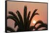 Namibia. Setting sun and a silhouetted palm tree, Swakopmund.-Brenda Tharp-Framed Stretched Canvas