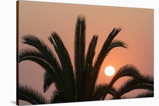 Namibia. Setting sun and a silhouetted palm tree, Swakopmund.-Brenda Tharp-Stretched Canvas