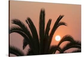 Namibia. Setting sun and a silhouetted palm tree, Swakopmund.-Brenda Tharp-Stretched Canvas