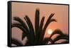 Namibia. Setting sun and a silhouetted palm tree, Swakopmund.-Brenda Tharp-Framed Stretched Canvas