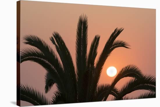 Namibia. Setting sun and a silhouetted palm tree, Swakopmund.-Brenda Tharp-Stretched Canvas