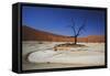 Namibia, Sossusvlei, Deadvlei, Dead Tree with Water Mark-Claudia Adams-Framed Stretched Canvas