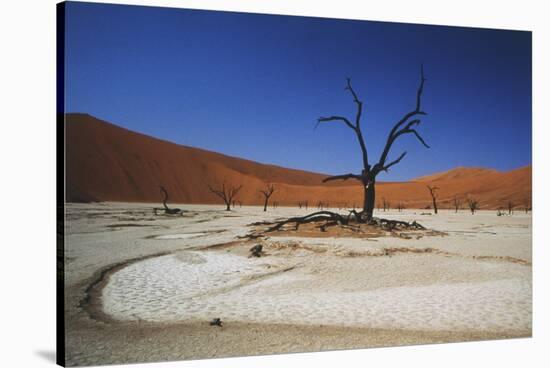 Namibia, Sossusvlei, Deadvlei, Dead Tree with Water Mark-Claudia Adams-Stretched Canvas