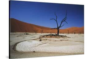 Namibia, Sossusvlei, Deadvlei, Dead Tree with Water Mark-Claudia Adams-Stretched Canvas