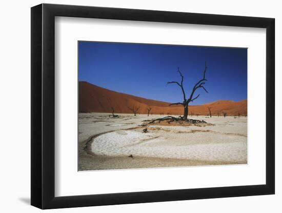 Namibia, Sossusvlei, Deadvlei, Dead Tree with Water Mark-Claudia Adams-Framed Photographic Print