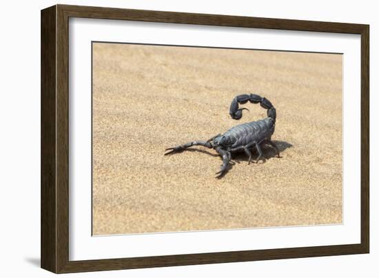 Namibia, Swakopmund. Black scorpion moving across the sand.-Ellen Goff-Framed Photographic Print