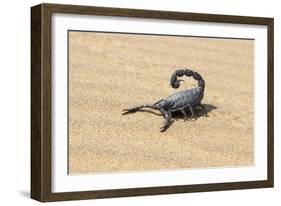 Namibia, Swakopmund. Black scorpion moving across the sand.-Ellen Goff-Framed Photographic Print